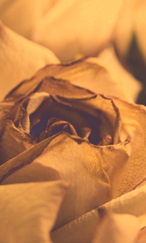 Увядающая роза обои