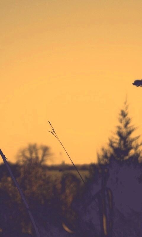 Вечерний луг обои