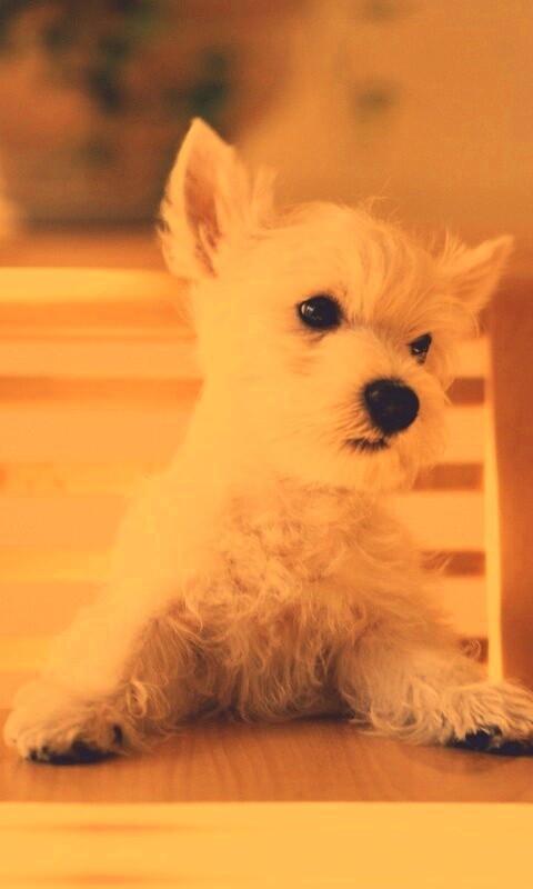 Щенок на стуле обои