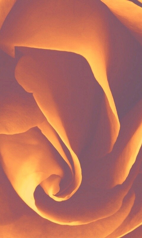 Макро фотка бутона обои