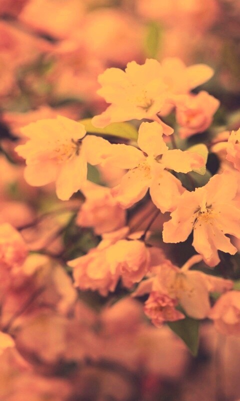 Весенние цветы обои