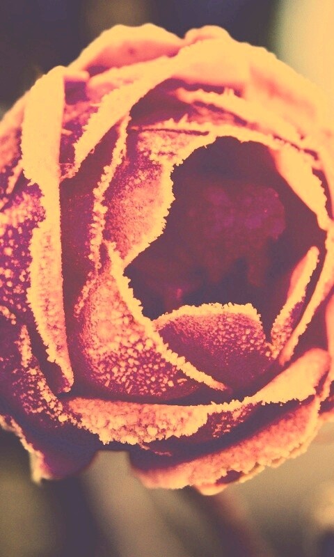 Роза в иние обои