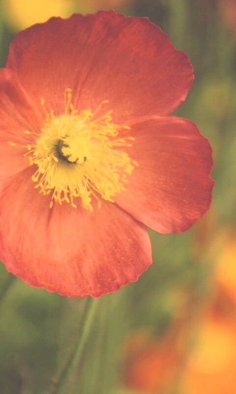 Красивый красный цветок обои