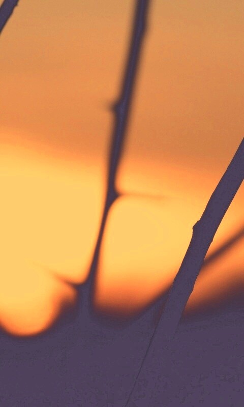 Закат солнца в поле обои