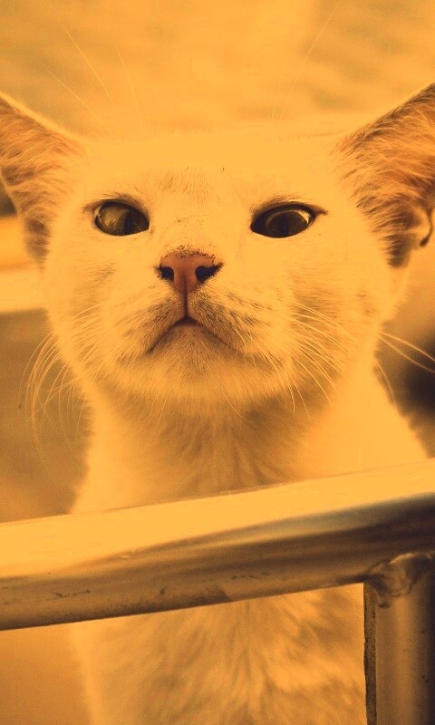 Настороженно принюхивающийся кот обои