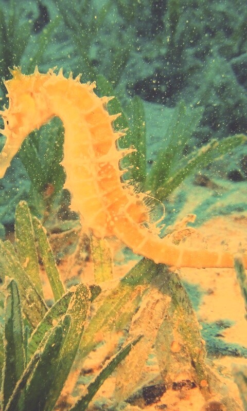 Морской конек обои