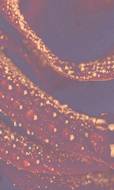 Роза в каплях обои