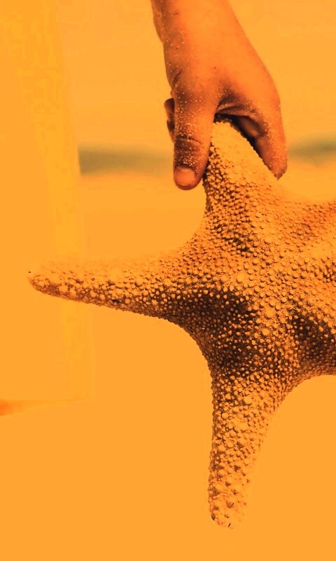Морская звезда в руке обои