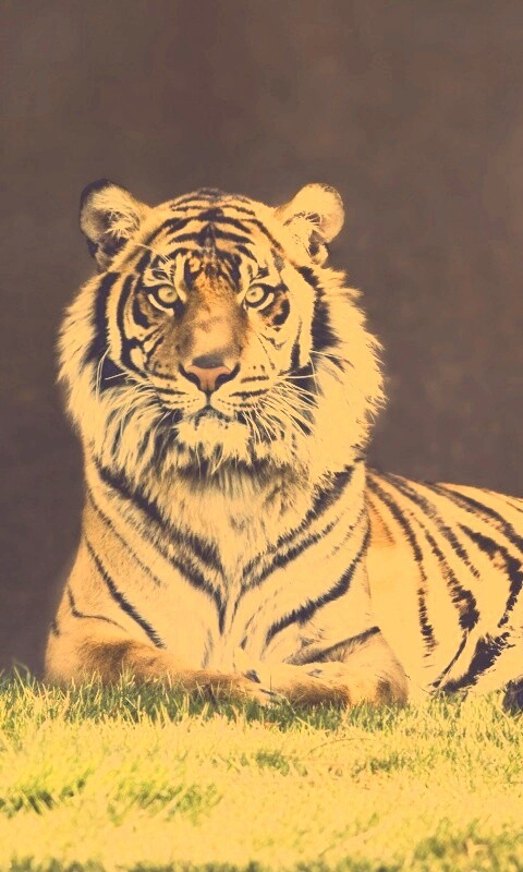 Величественный тигр обои