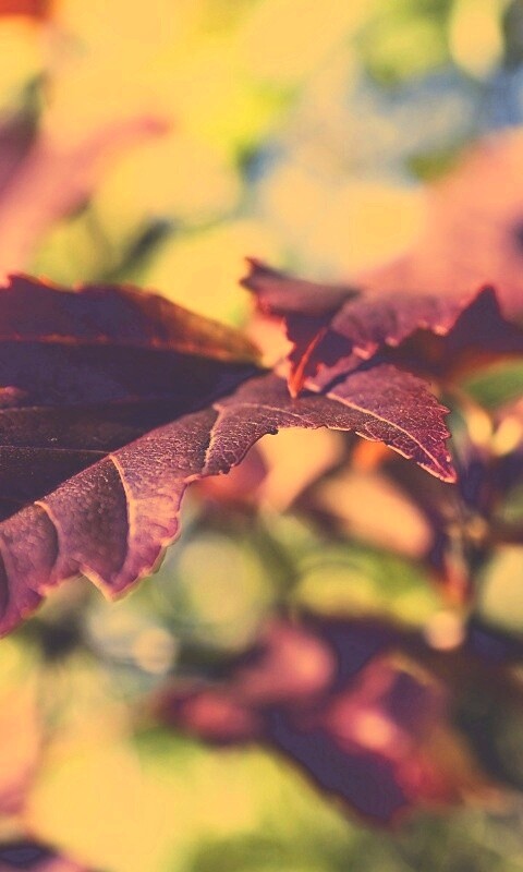 Красивые осенние листья в баговых цветах обои