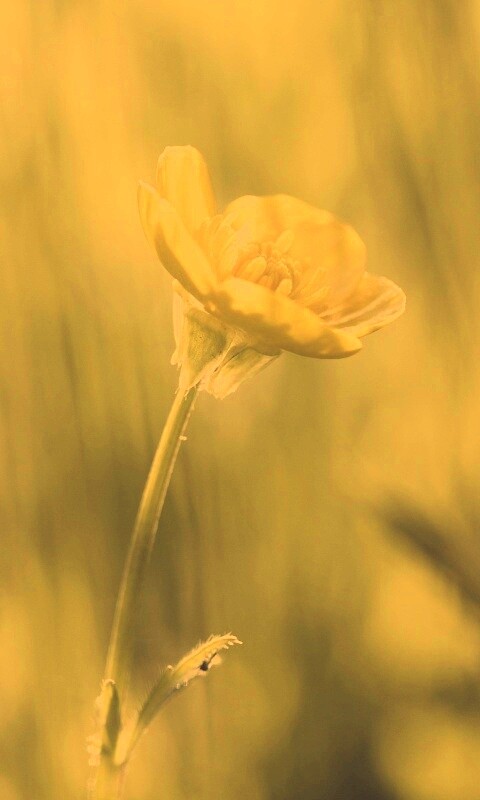 Маленький жёлтый цветочек обои