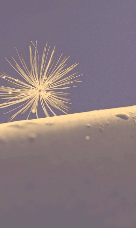 Прилипшая пушинка обои