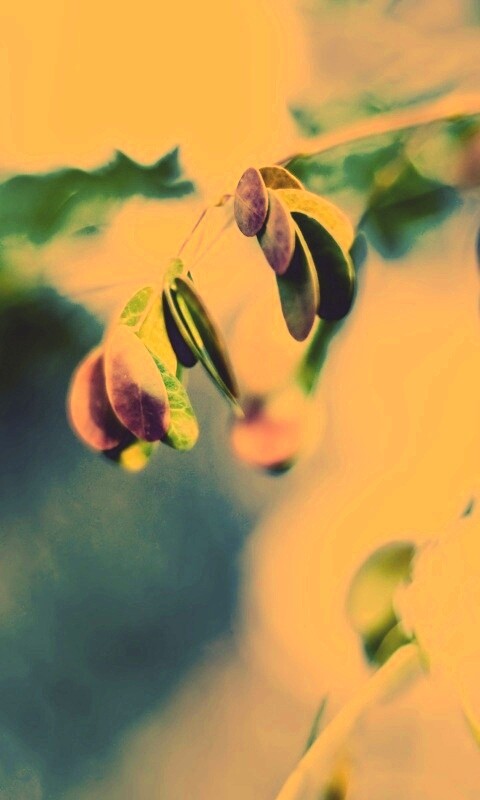 Фиолетовые листья обои