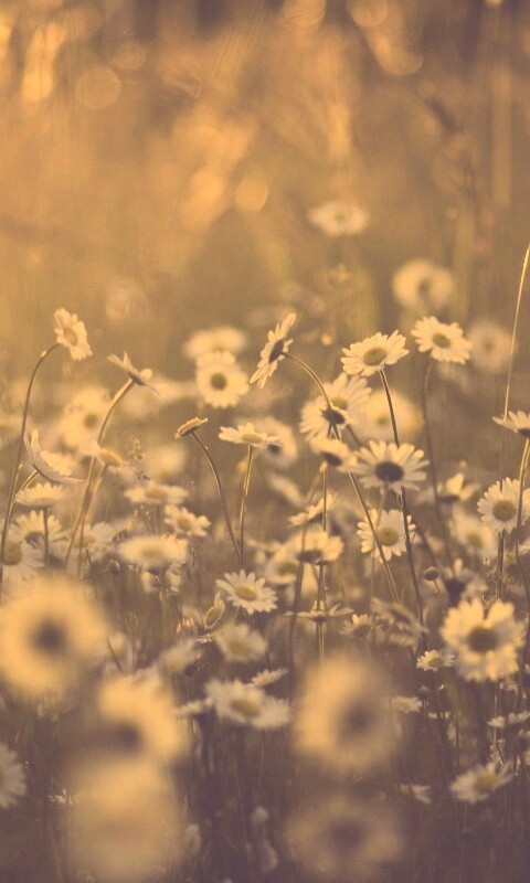 Поле ромашек обои