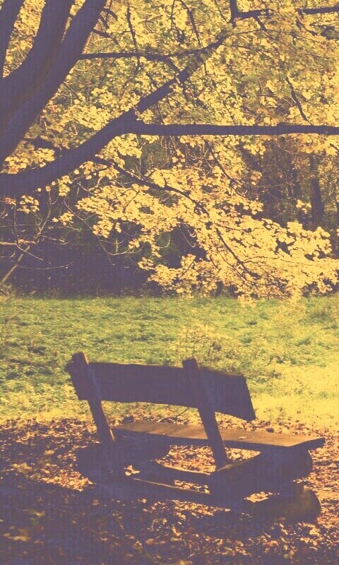 Скамейка под деревом обои