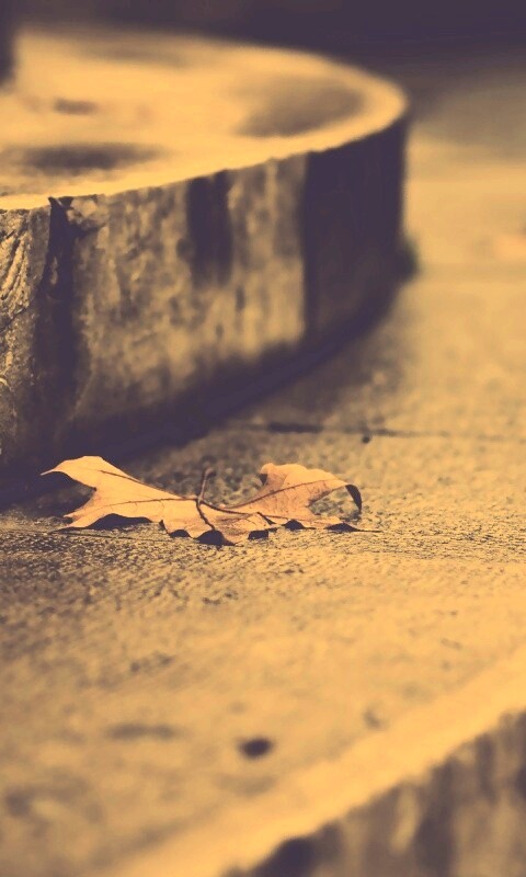 Лист на ступеньках обои