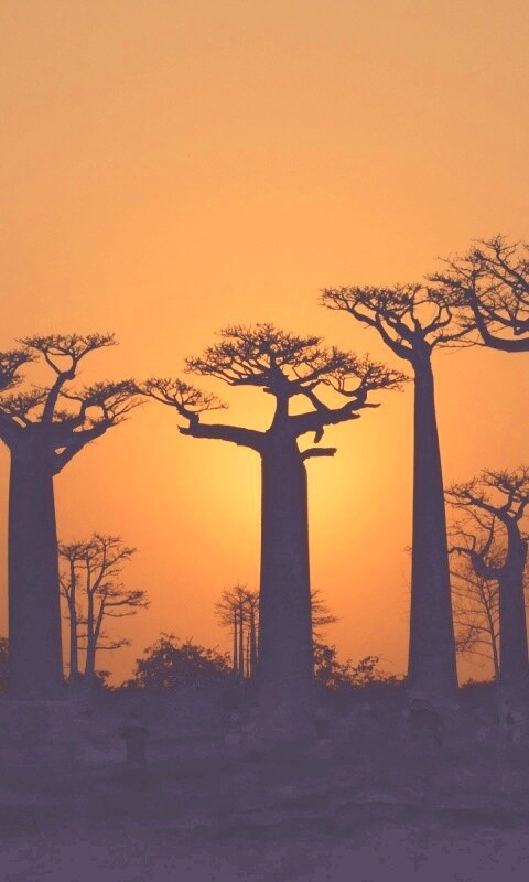 Баобабы на закате обои