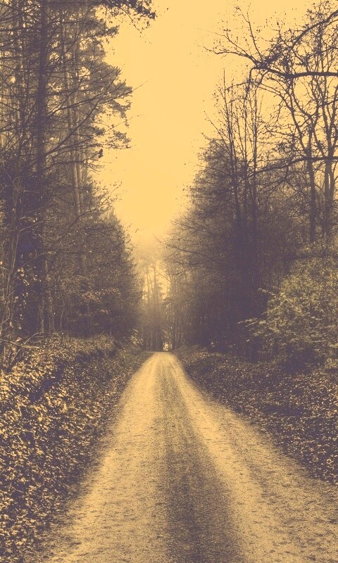 Лесная дорога обои