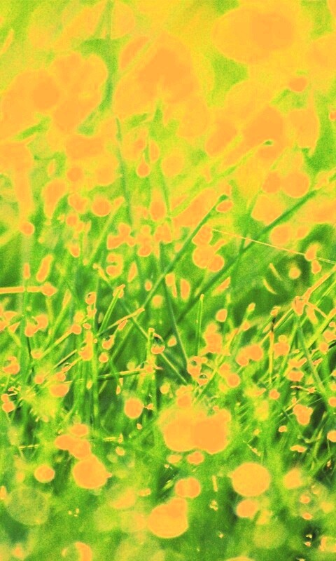 Трава в росе обои