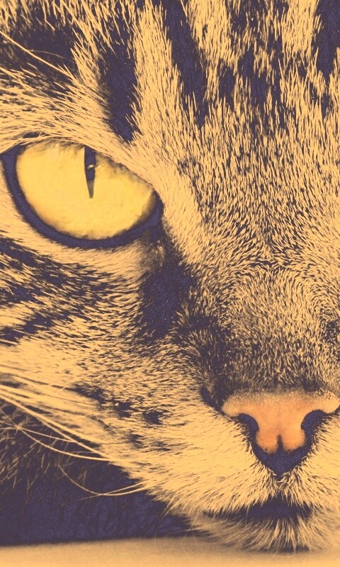 Пристальный кошачий взгляд обои