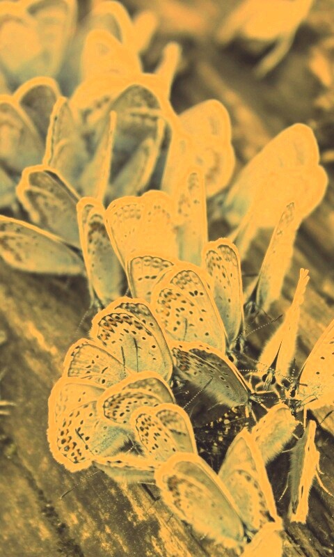 Голубые бабочки обои