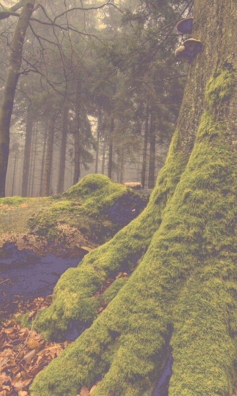 Дерево, поросшее мхом обои