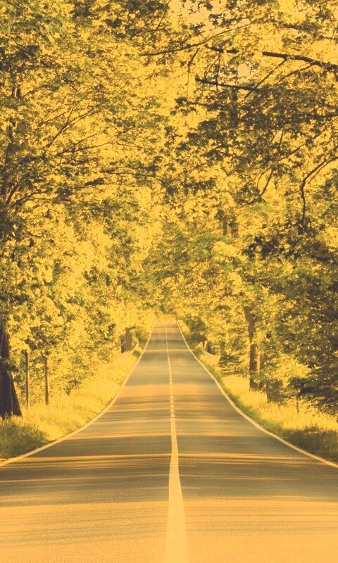 Под горку и в лес обои