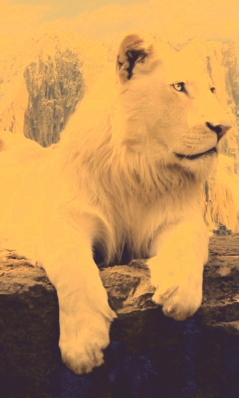 Белый лев обои