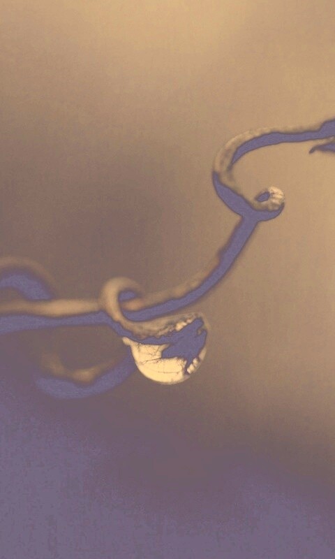 Одинокая капля обои