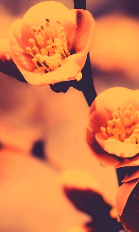 Великолепный цветок обои