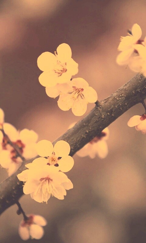 Ветка сакуры обои