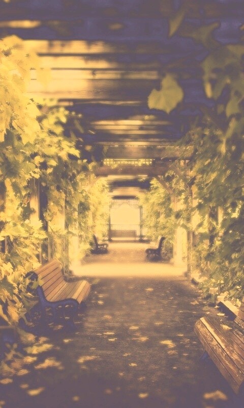 Узкая аллейка обои