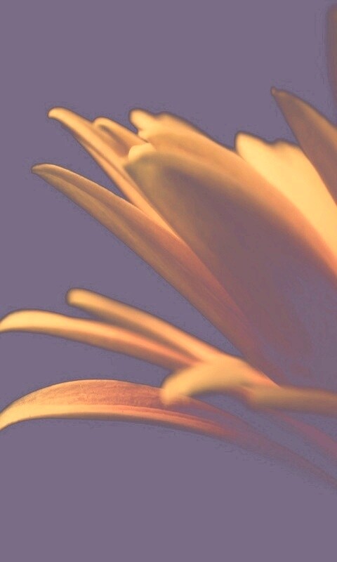 Гербера обои