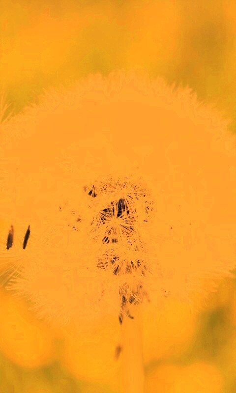 Одуванчик обои