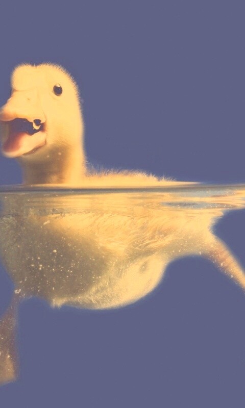 Утёнок в воде обои