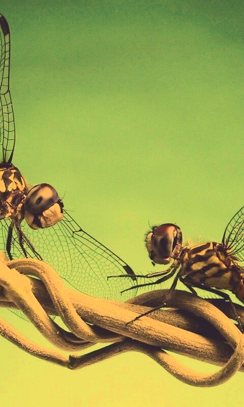 Две стрекозы обои