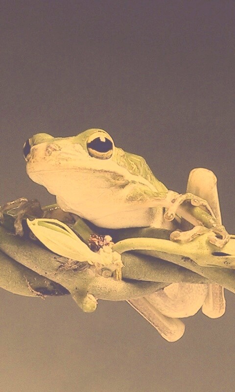 Лупоглазая лягушка на лиане обои