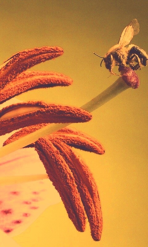 Трудолюбивая пчела на прекрасном цветке обои