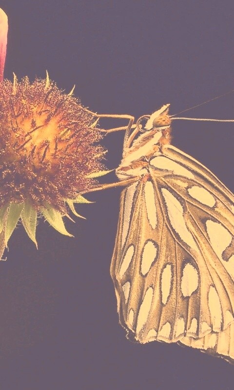 Бабочка на цветке обои