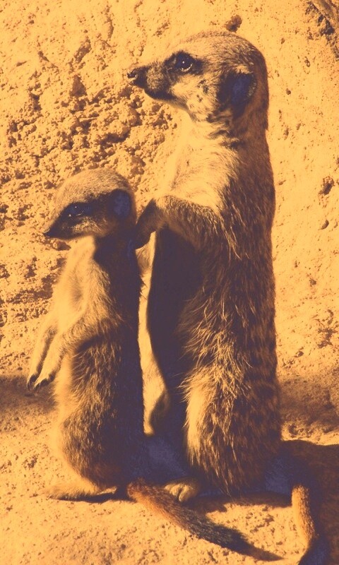 Сурикаты на страже отчизны обои