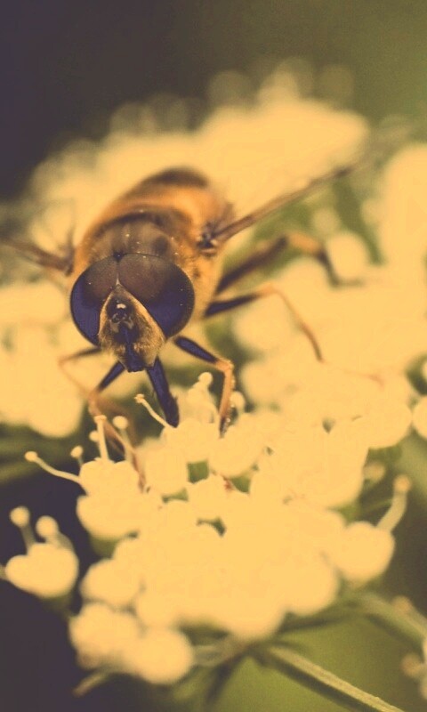 Пчела на нежный белых цветах обои