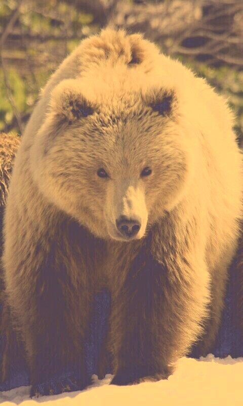 Три медведя обои