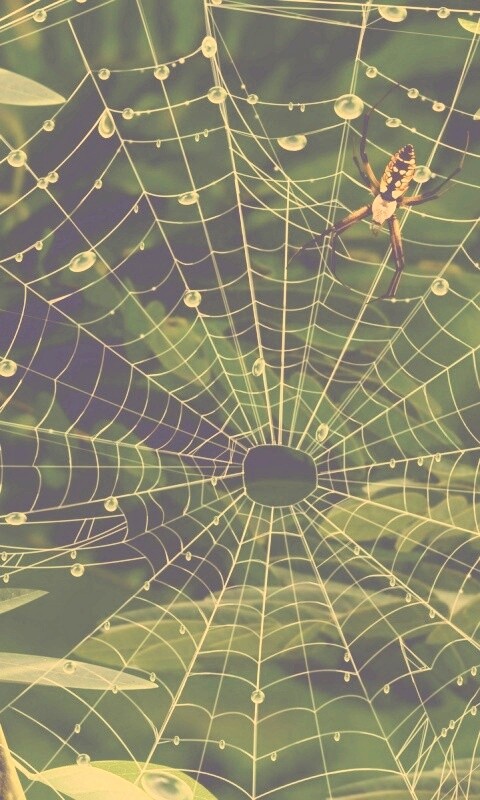Паутина и паук обои
