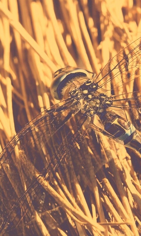 Стрекоза на сене обои