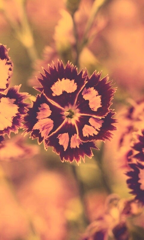 Неизвестные науке цветы обои