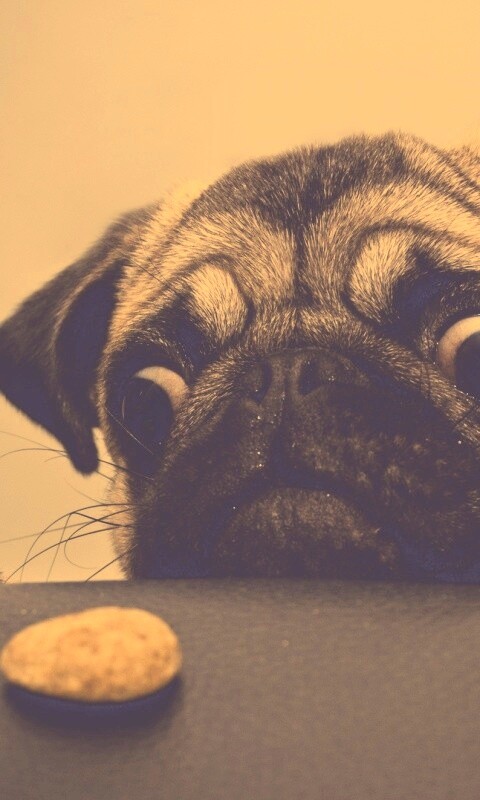 Собака нашла печеньку обои