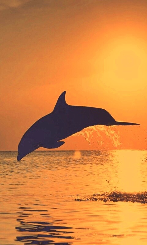 Дельфины выпрыгивают из воды обои