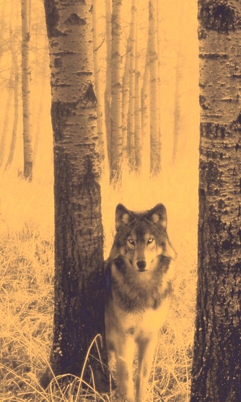 Волк в лесу обои