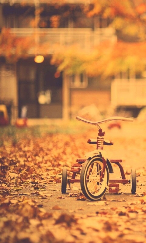 Трёхколёсный друг на осенней дорожке обои