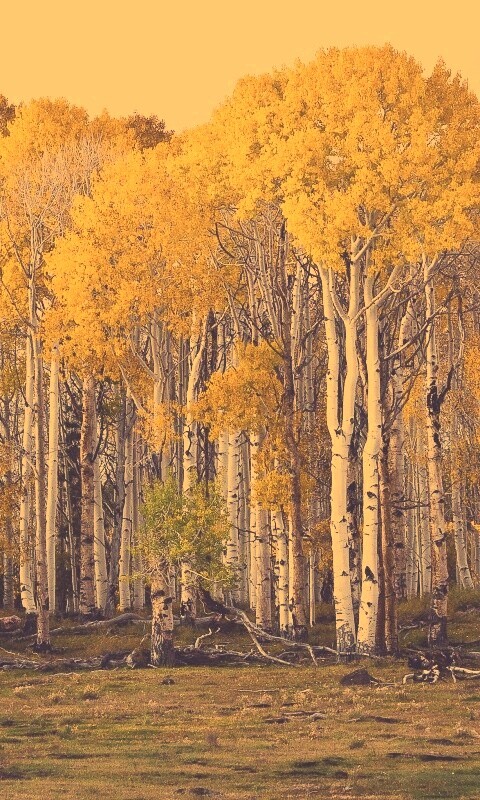 Пожелтевшая березовая роща обои